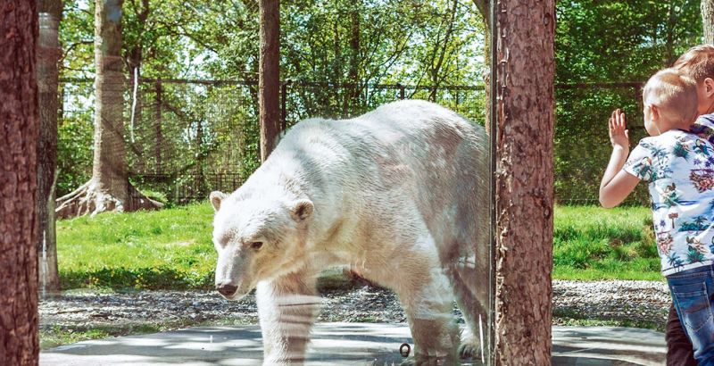 Een ijsbeer achter het verzekerde glas van Midglas bij Aquazoo Leeuwarden